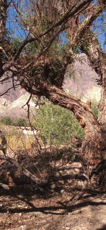 Dormir Con Llamas Maimará Dış mekan fotoğraf
