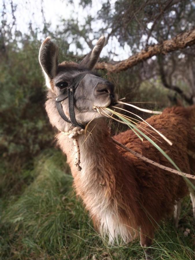 Dormir Con Llamas Maimará Dış mekan fotoğraf
