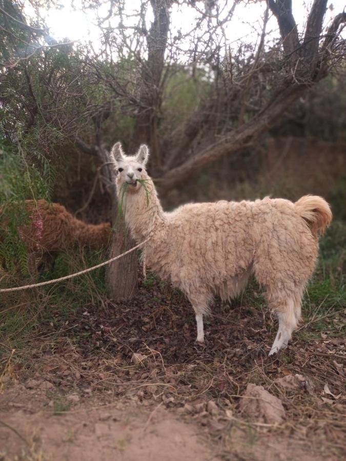 Dormir Con Llamas Maimará Dış mekan fotoğraf
