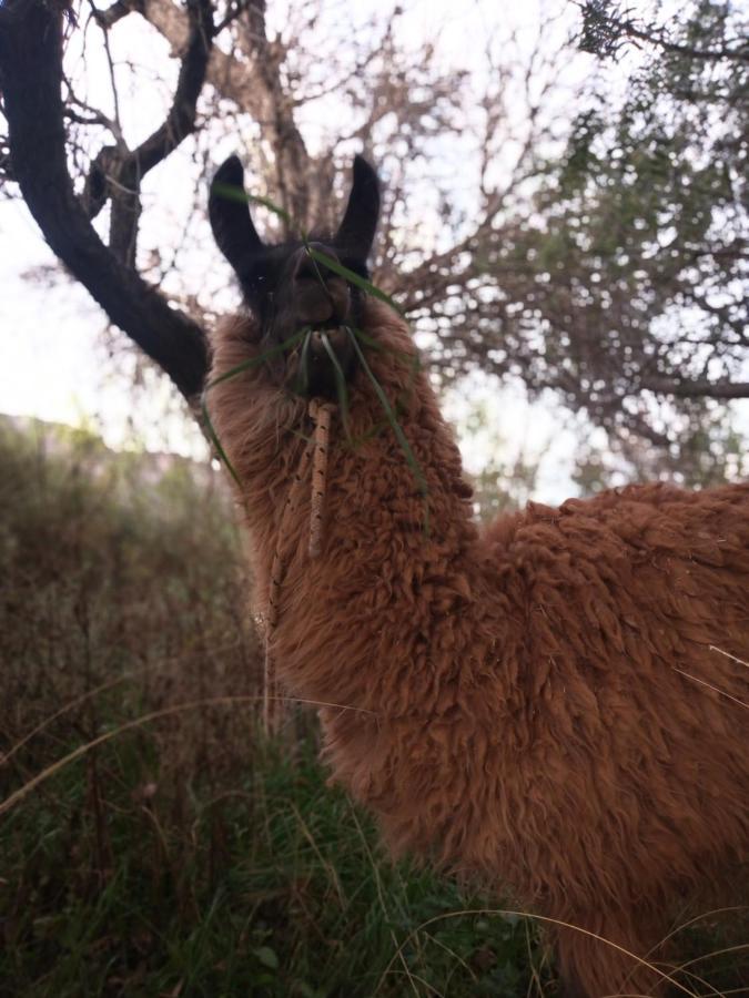 Dormir Con Llamas Maimará Dış mekan fotoğraf