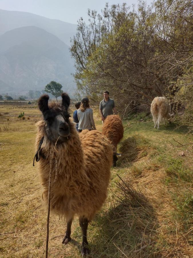Dormir Con Llamas Maimará Dış mekan fotoğraf