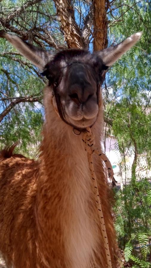 Dormir Con Llamas Maimará Dış mekan fotoğraf