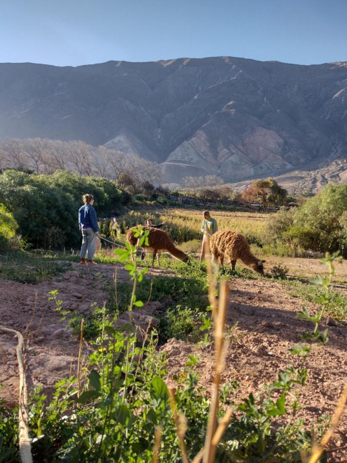 Dormir Con Llamas Maimará Dış mekan fotoğraf
